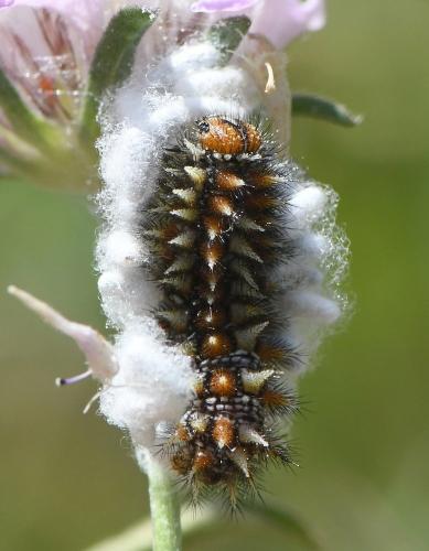 Melitaea didyma